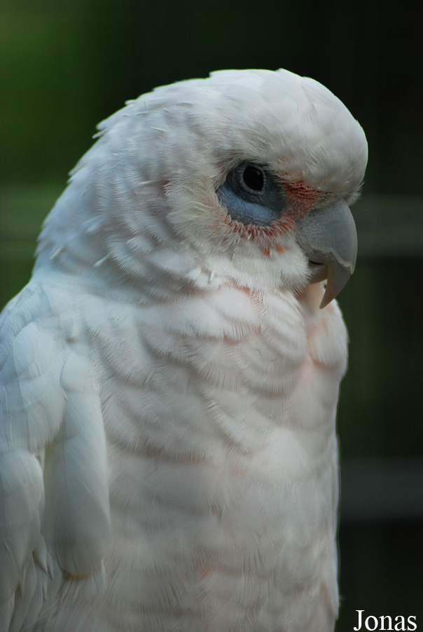Cacatua pastinator