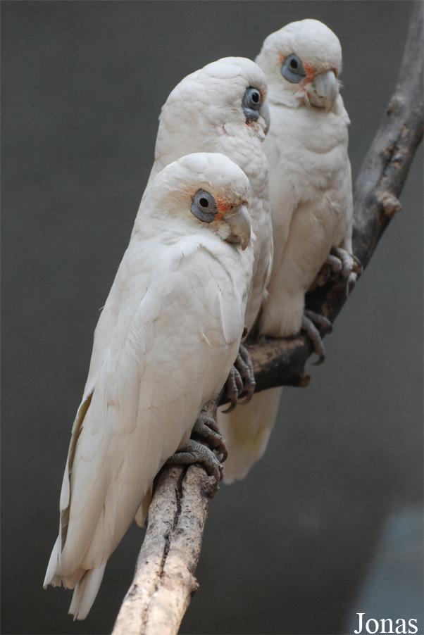 Cacatua sanguinea
