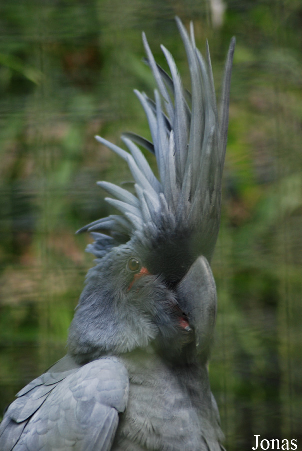 Probosciger aterrimus