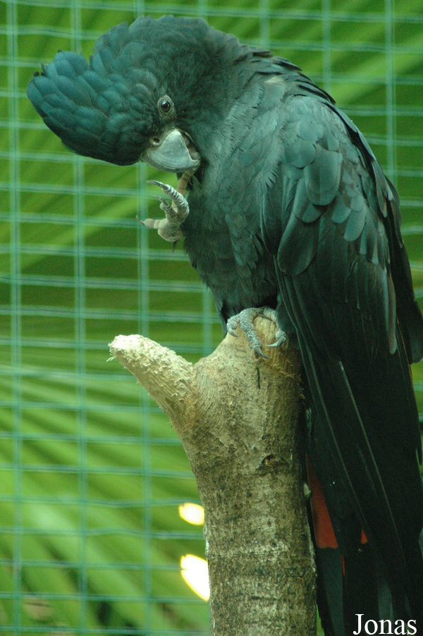 Calyptorhynchus banksii