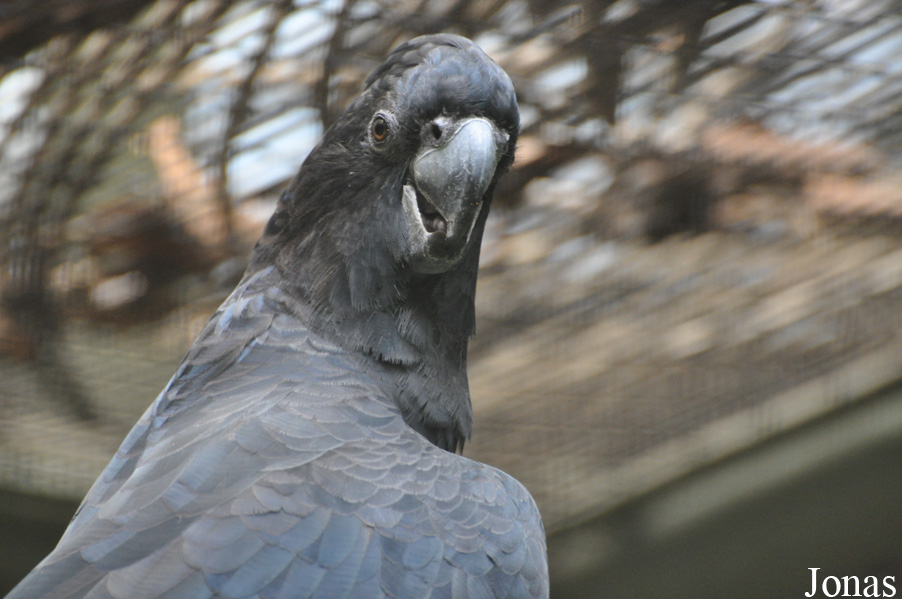 Calyptorhynchus banksii magnificus