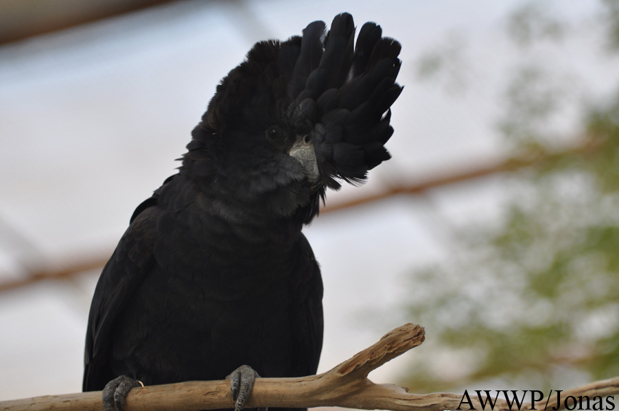 Calyptorhynchus banksii samueli