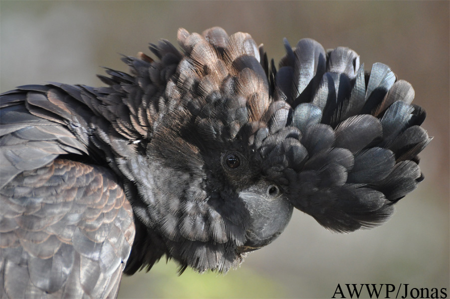 Calyptorhynchus banksii samueli