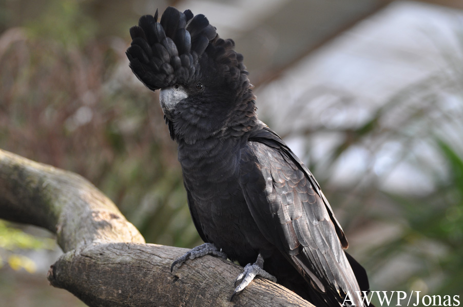 Calyptorhynchus banksii samueli
