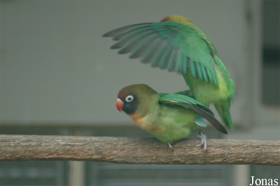 Agapornis nigrigenis