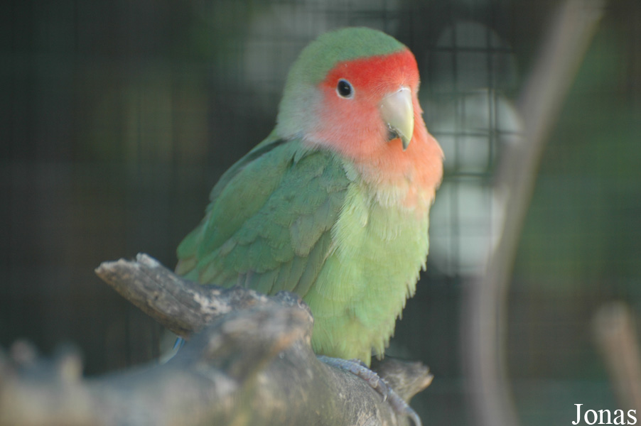 Agapornis roseicollis