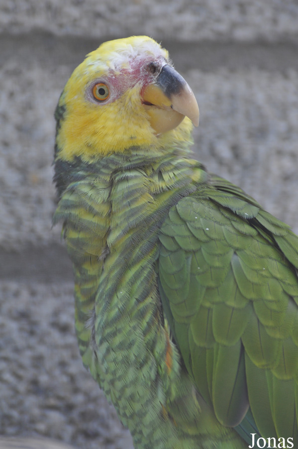 Alipiopsitta xanthops