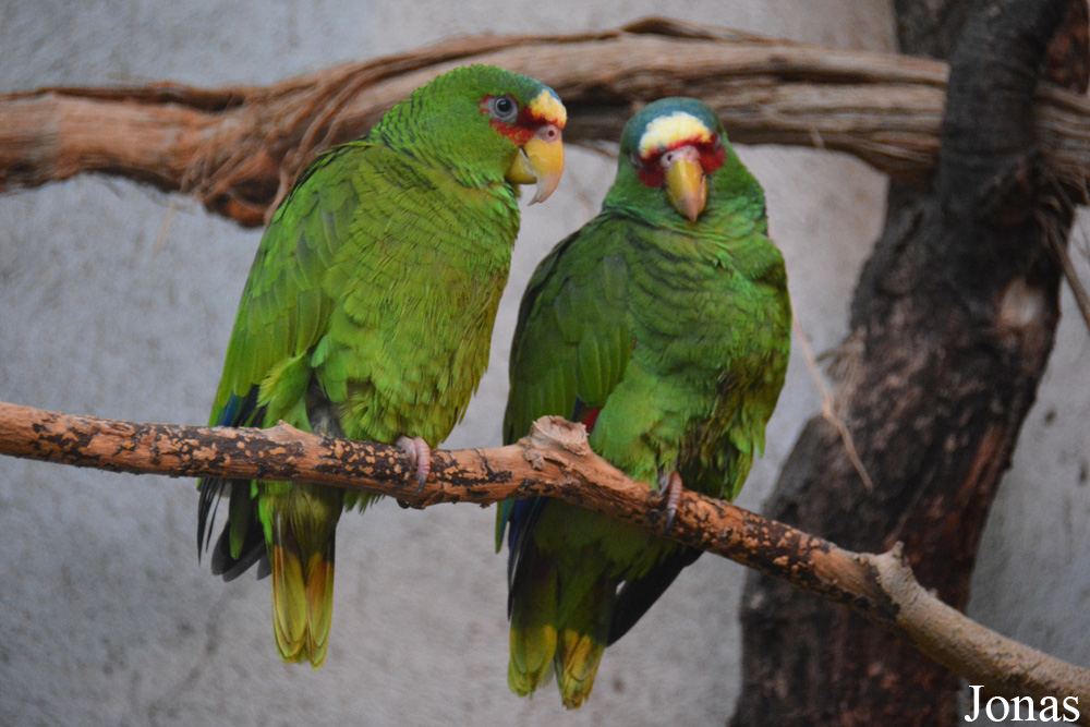 Amazona albifrons albifrons