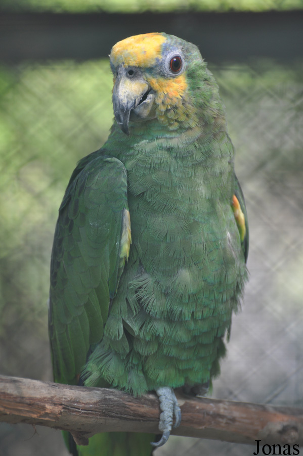 Amazona amazonica