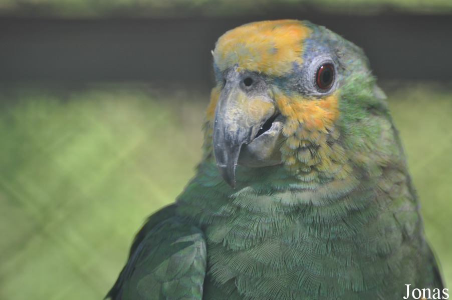 Amazona amazonica