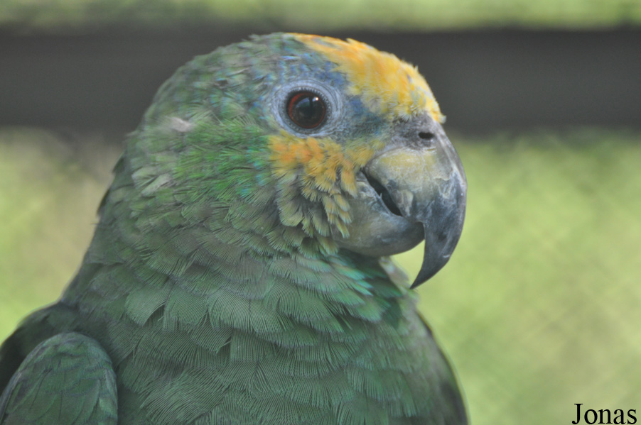 Amazona amazonica
