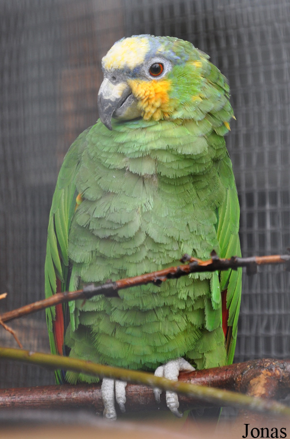 Amazona amazonica