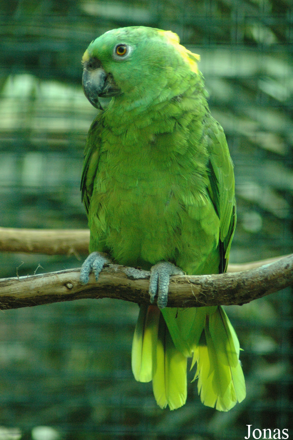 Amazona auropalliata auropalliata