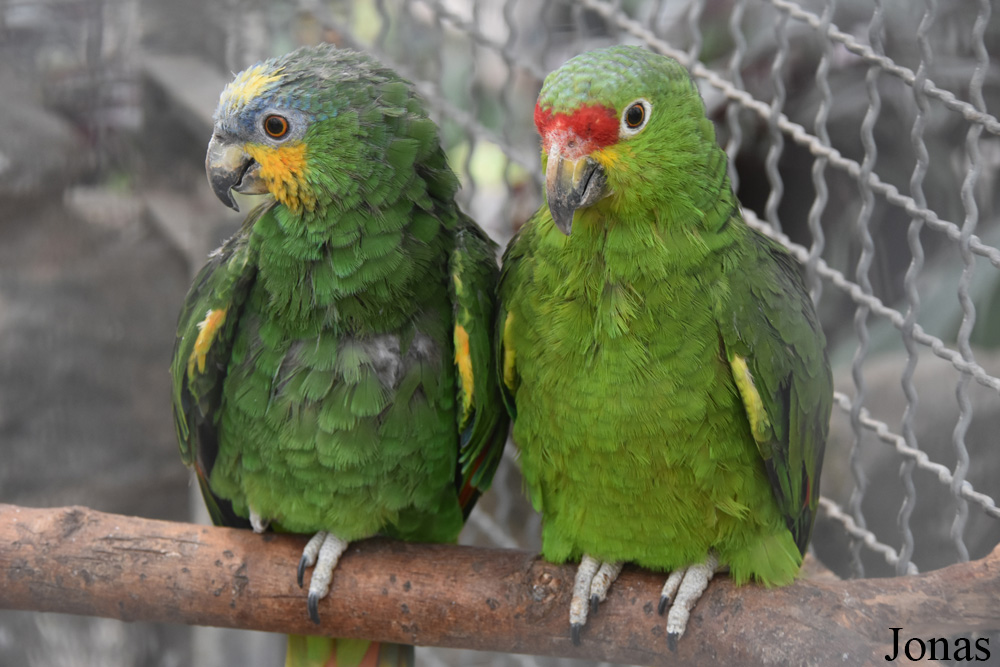 Amazona autumnalis