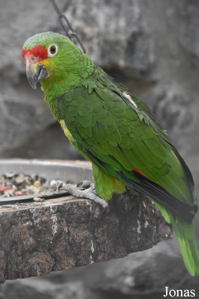 Amazona autumnalis