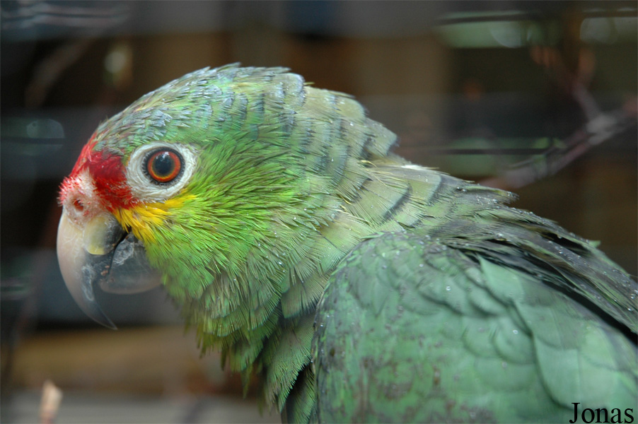 Amazona autumnalis