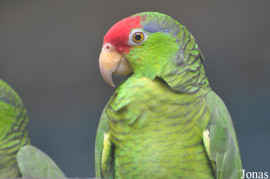 Amazona autumnalis