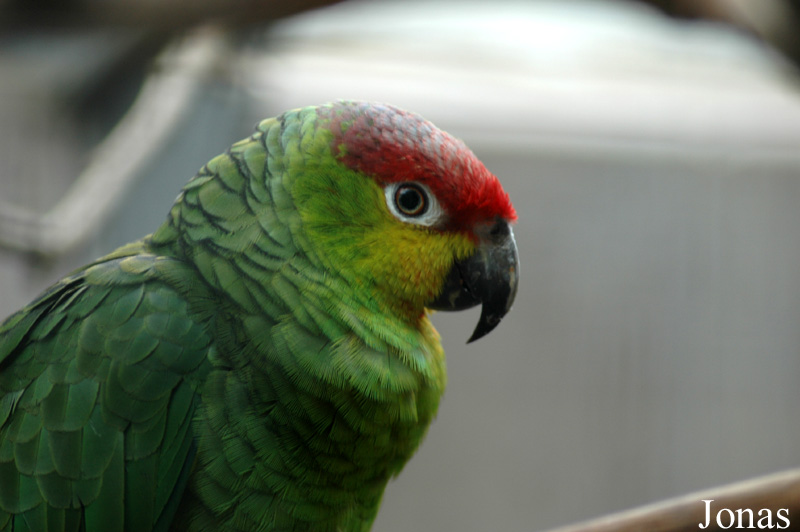 Amazona autumnalis lilacina