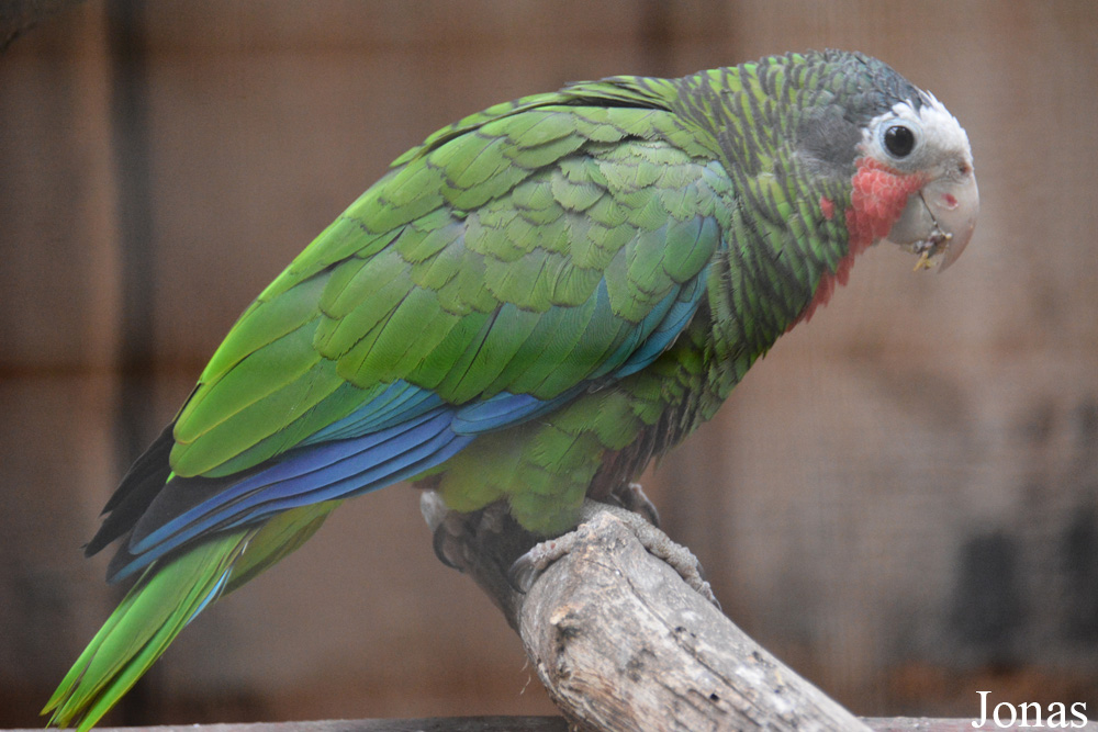 Amazona leucocephala leucocephala