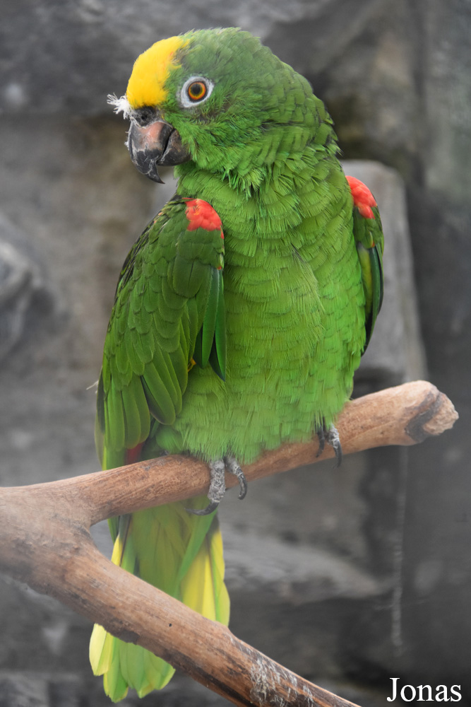 Amazona ochrocephala