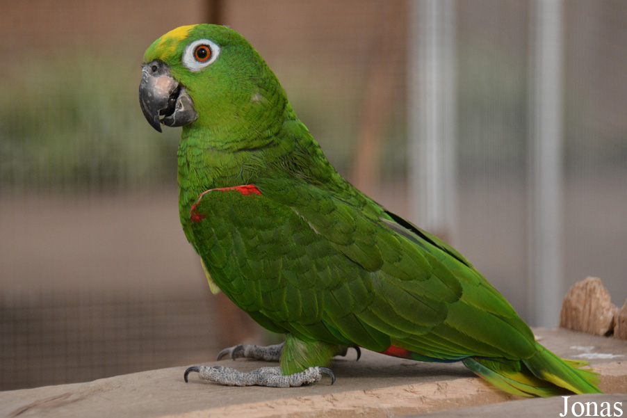 Amazona ochrocephala nattereri