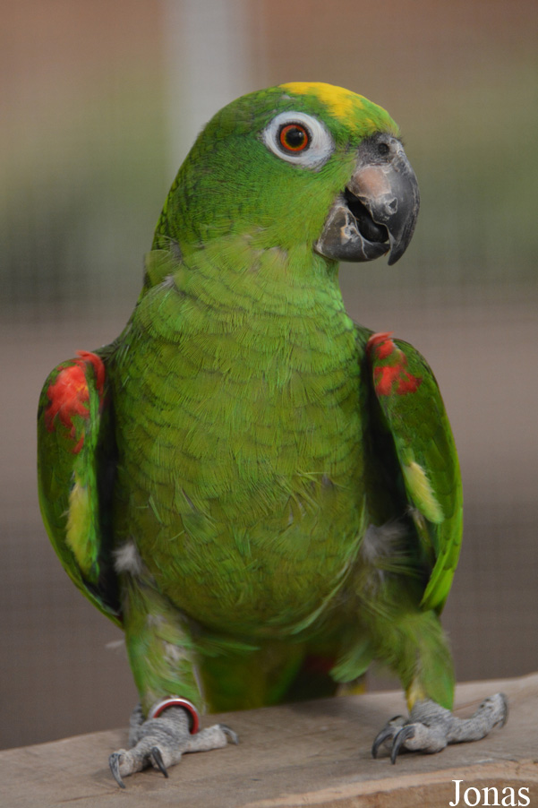 Amazona ochrocephala nattereri