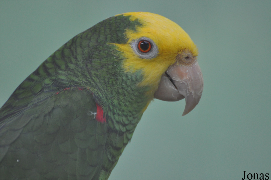 Amazona ochrocephala xantholaema