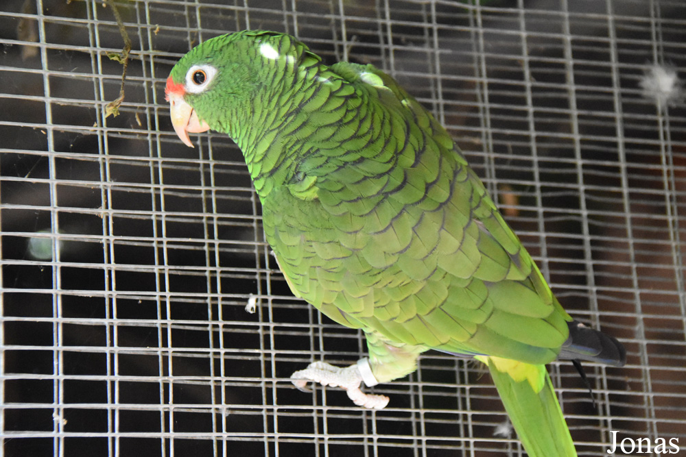 Amazona tucumana