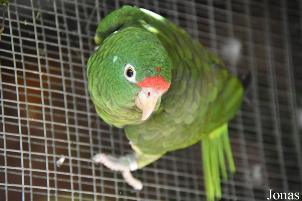 Amazona tucumana