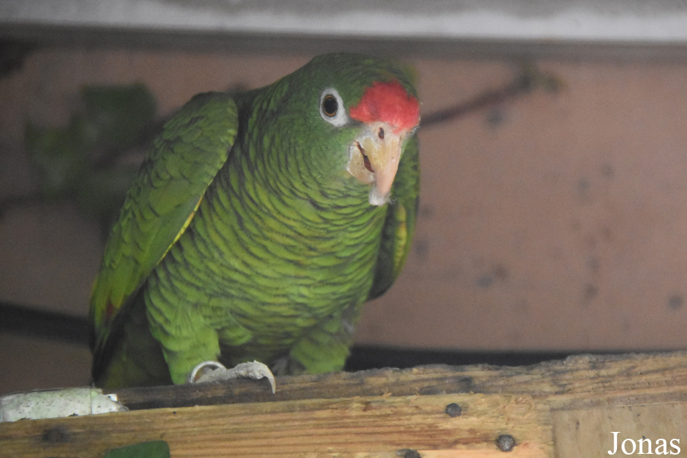 Amazona tucumana