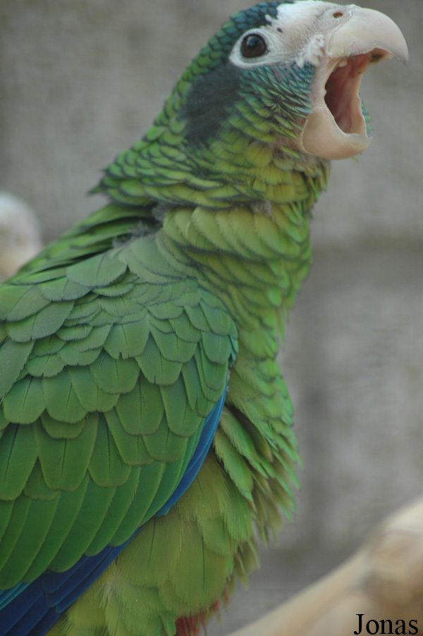 Amazona ventralis