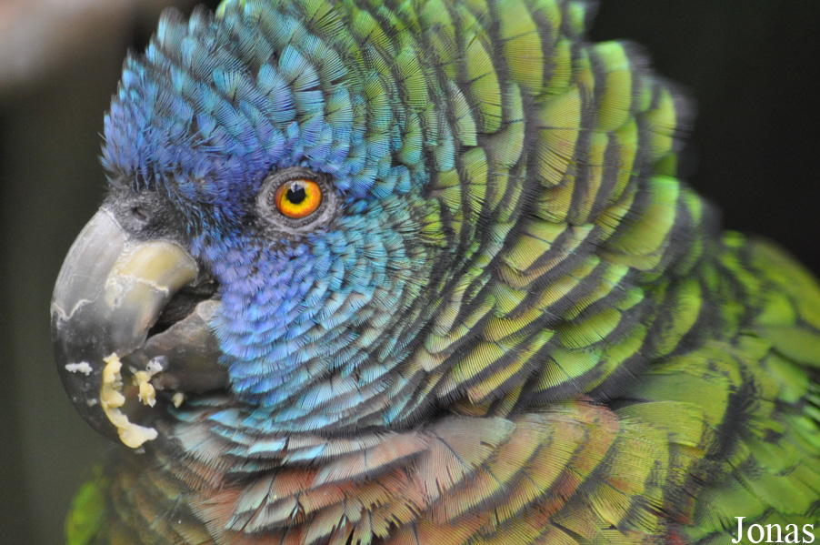Amazona versicolor