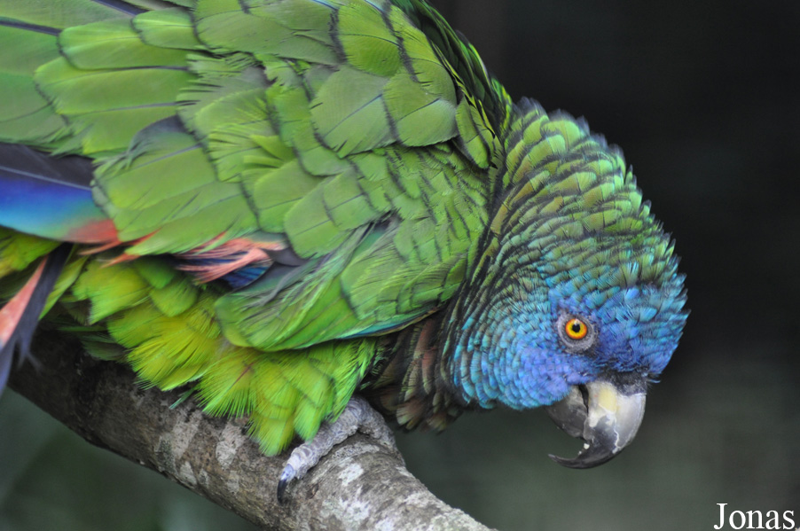 Amazona versicolor
