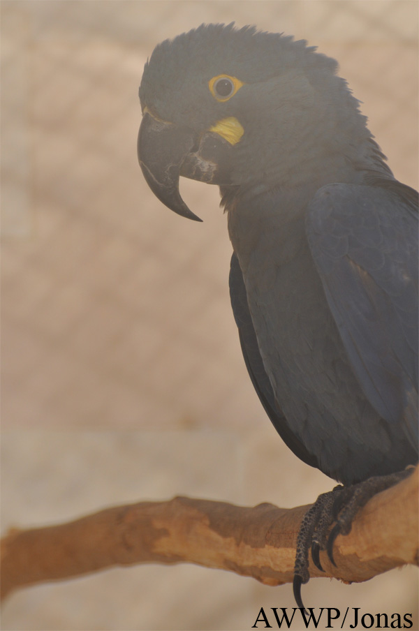 Anodorhynchus leari
