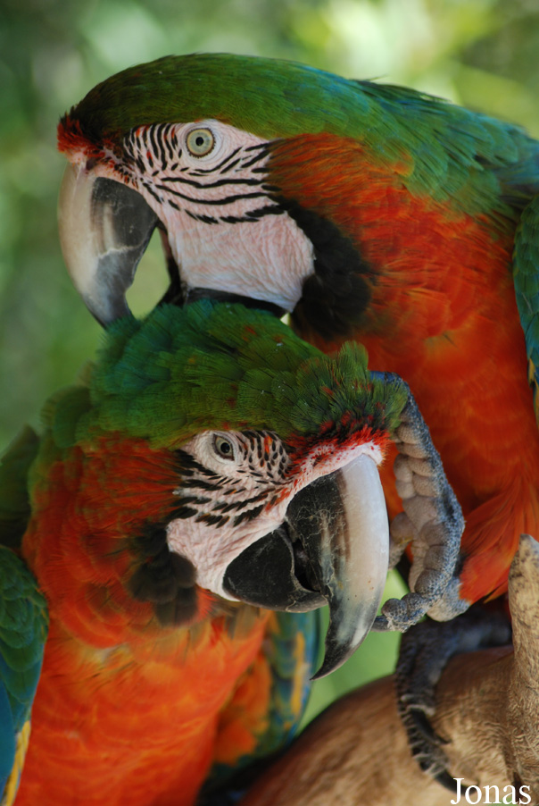 Ara ararauna x chloropterus