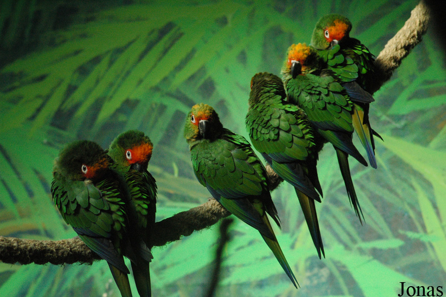 Aratinga auricapillus