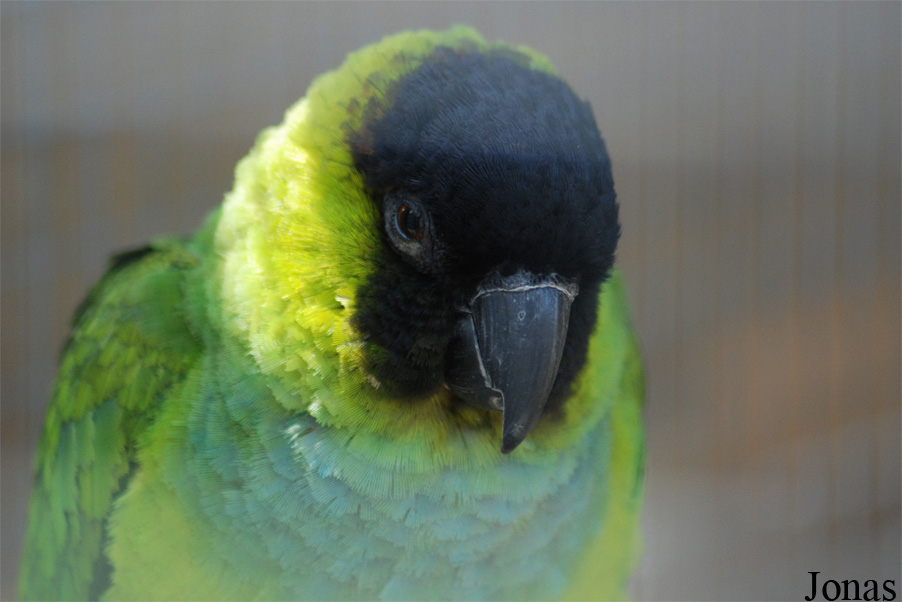 Aratinga nenday
