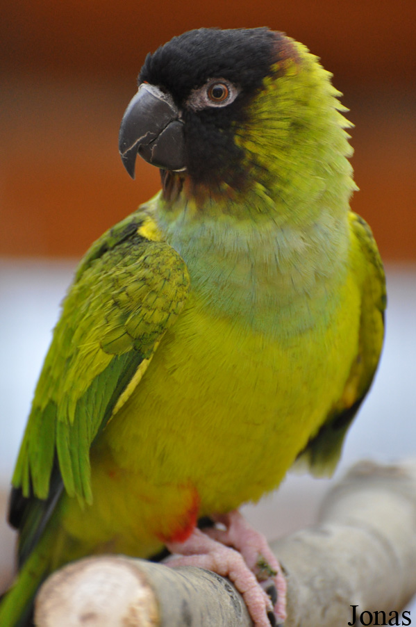 Aratinga nenday