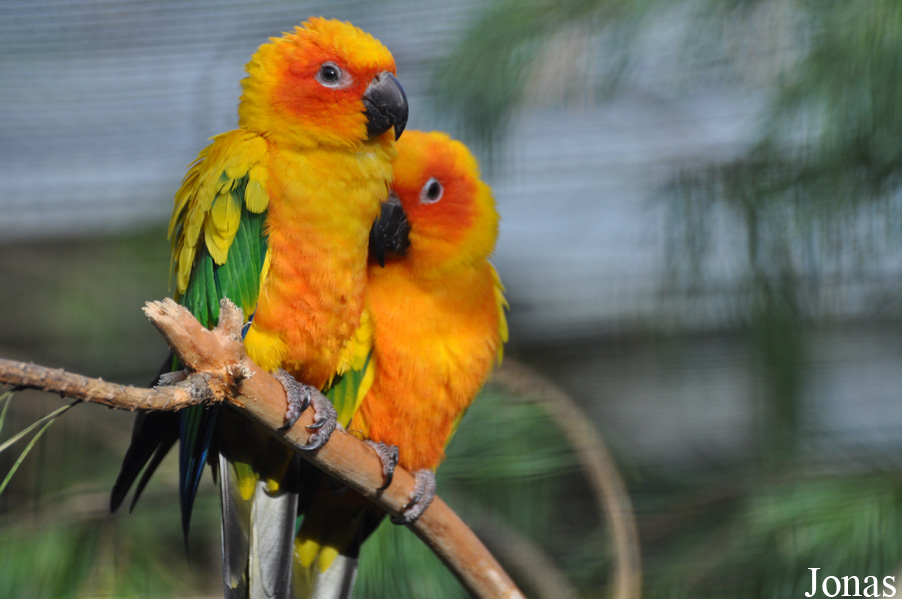 Aratinga solstitialis