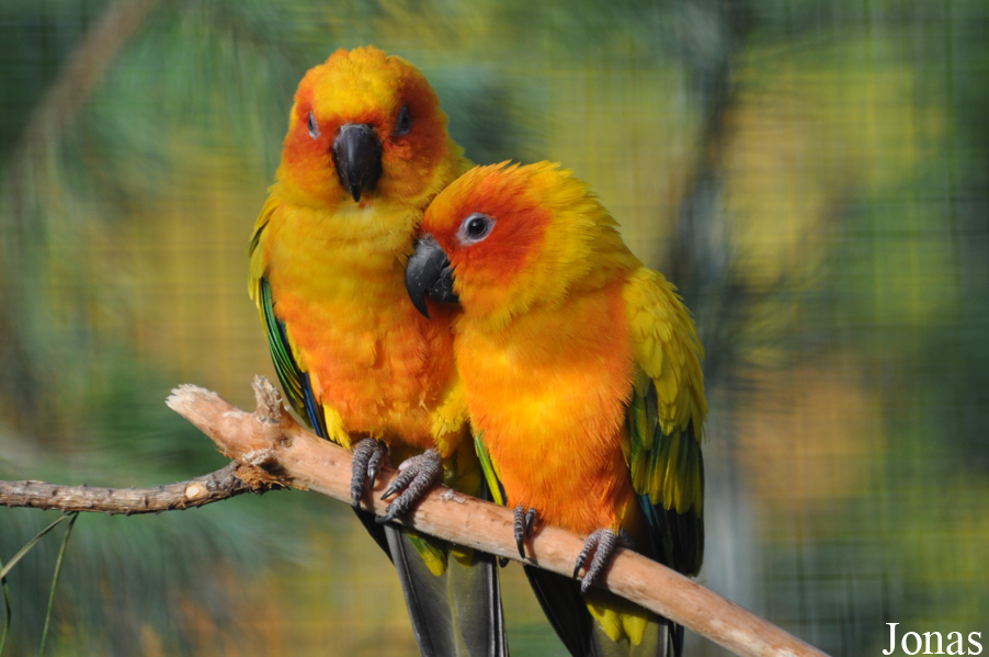 Aratinga solstitialis