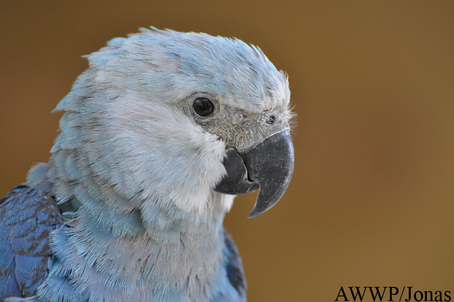 Cyanopsitta spixii