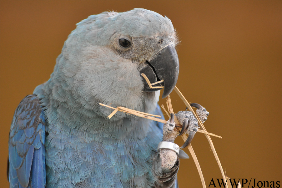 Cyanopsitta spixii