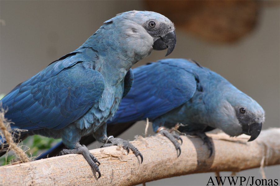 Cyanopsitta spixii