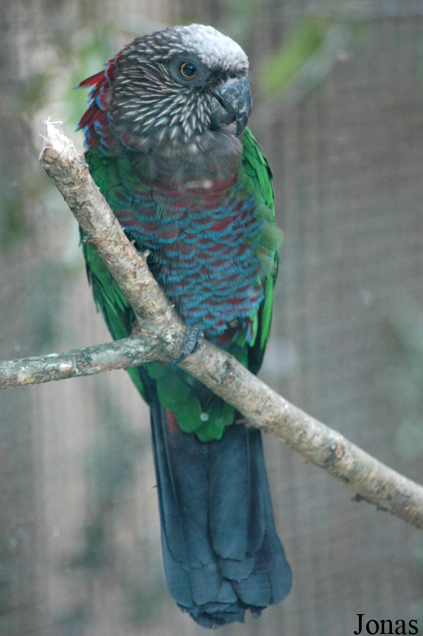 Deroptyus accipitrinus