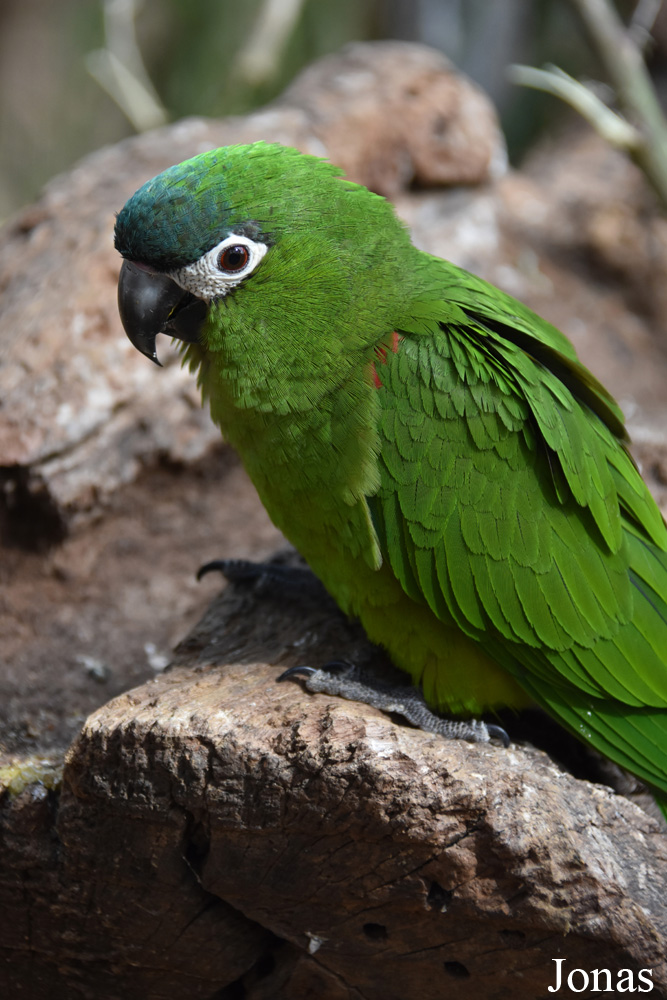 Diopsittaca nobilis