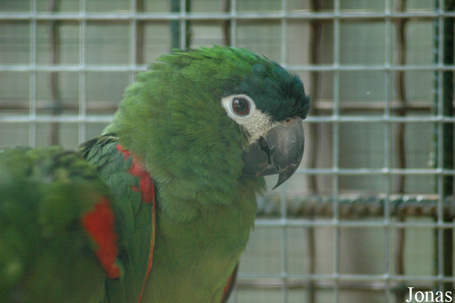 Diopsittaca nobilis nobilis