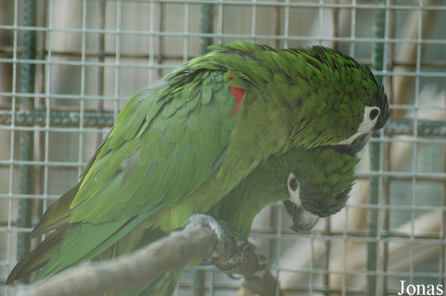 Diopsittaca nobilis nobilis