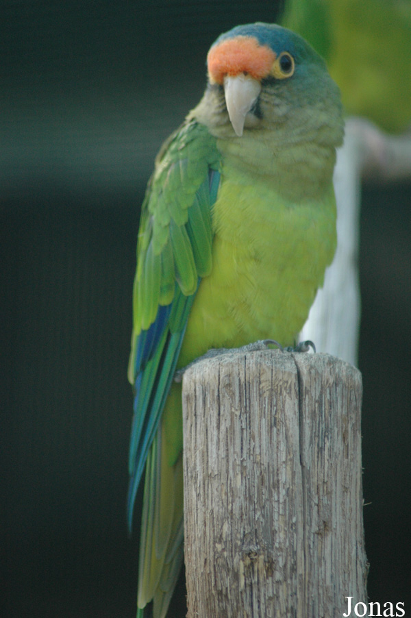 Eupsittula canicularis eburnirostrum