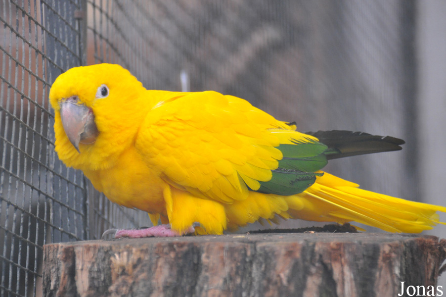 Guaruba guarouba