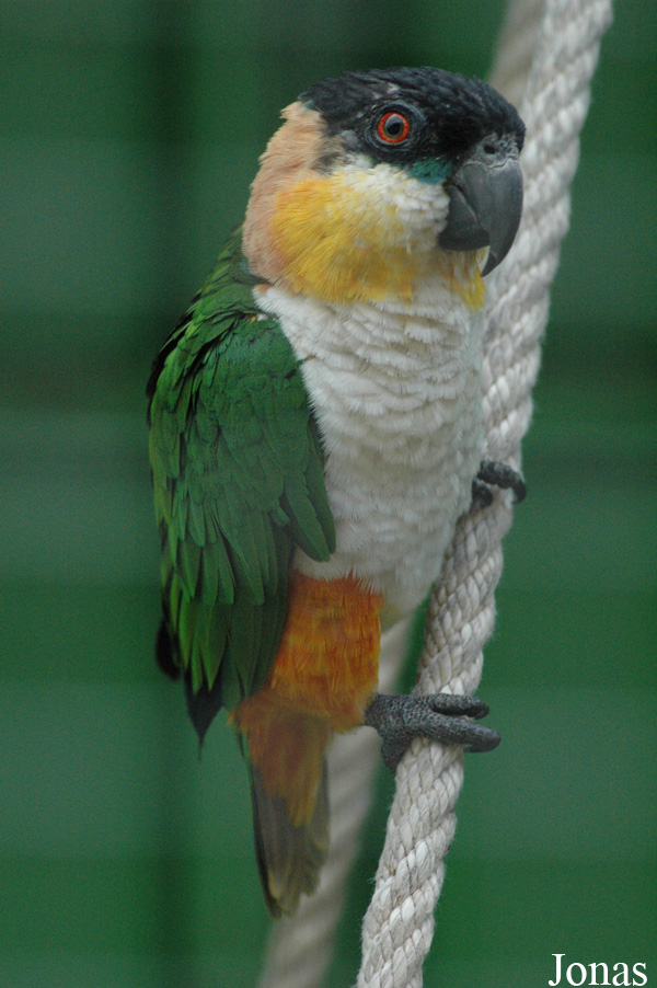 Pionites melanocephalus
